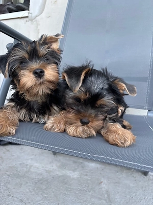 yorki yorki