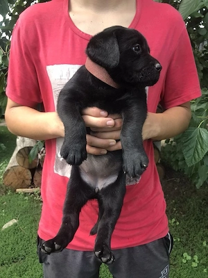 Labrador puiuți superbi - imagine 3