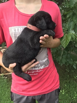 Labrador puiuți superbi - imagine 2