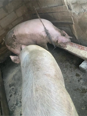 Porci de vanzare 