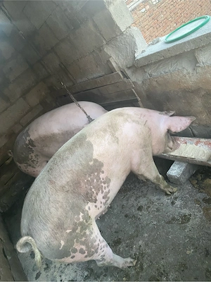 Porci de vanzare  - imagine 3
