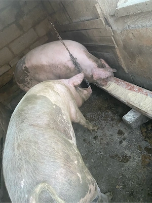 Porci de vanzare  - imagine 2