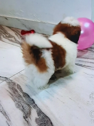 Shitzu talie mini 2 luni vaccinat si deparazitat