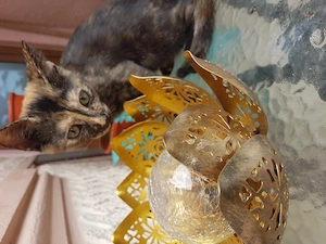 Ofer spre adoptie pisicute dragalase! - imagine 2