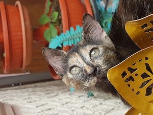 Ofer spre adoptie pisicute dragalase! - imagine 3