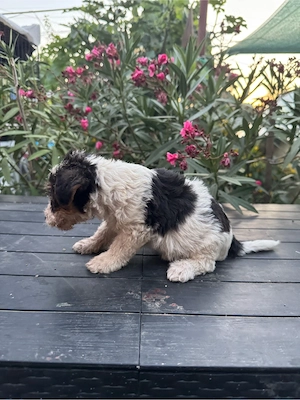 Vând cateii fox terrier  - imagine 2