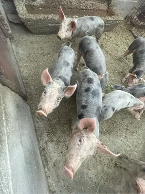 vand urgent 9 purcei      