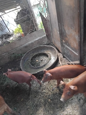 Vând Purcei Rasa Duroc În IAȘI Bucium - imagine 3