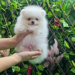 Asigur transport !!! Pui Pomeranian masculi si femele !!! - imagine 2