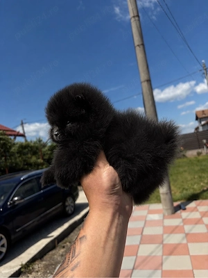 Mascul Pomeranian mini toy