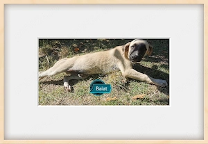 Adopție cățeluși  - imagine 3