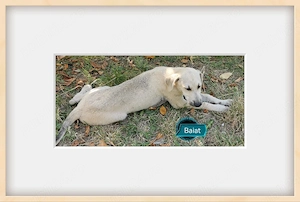 Adopție cățeluși 