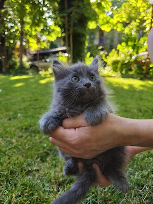 Pui de Pisica Gri Albastru de Rusia Nebelung - imagine 3