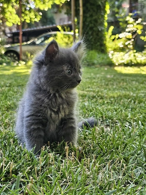 Pui de Pisica Gri Albastru de Rusia Nebelung - imagine 4