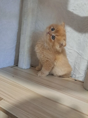 vand british Longhair