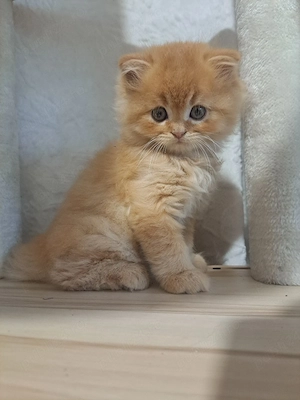 vand british Longhair - imagine 2
