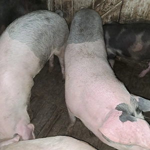 Porc de vânzare 