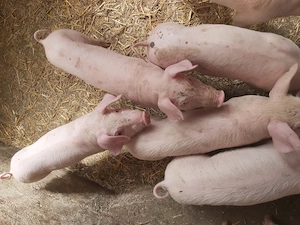 Purcei din mama Pietrain cu Landrace