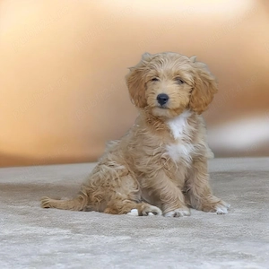 Pui Maltipoo 3 luni 