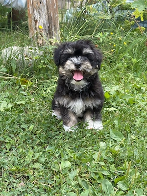 Cățelușă Bichon Havanez