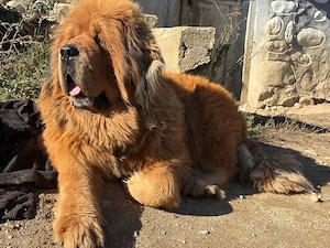 Mascul Mastiff Tibetan cu pedigree
