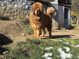 Mascul Mastiff Tibetan cu pedigree - imagine 2