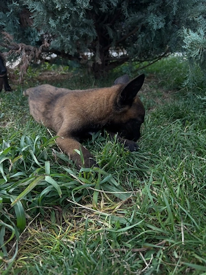 Pui Ciobănesc Belgian Malinois  - imagine 5