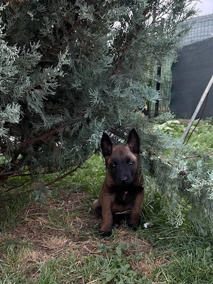 Pui Ciobănesc Belgian Malinois  - imagine 2