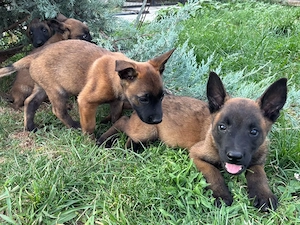 Pui Ciobănesc Belgian Malinois  - imagine 3