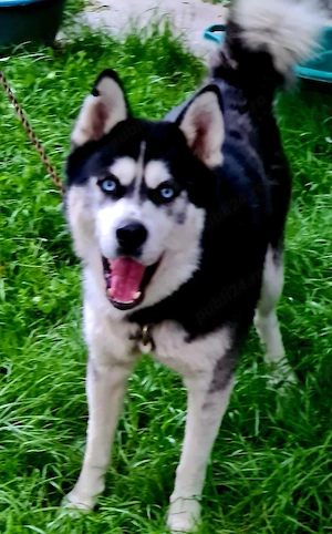 Catel Frumos Lup Siberian Ochi Albaștri  - imagine 2