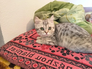 British Shorthair 