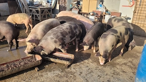 Vând porci pentru sacrificat