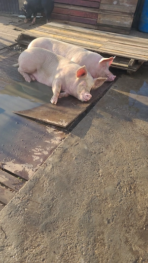 Vând porci pentru sacrificat - imagine 2