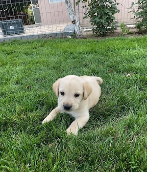 Labrador Retriver 