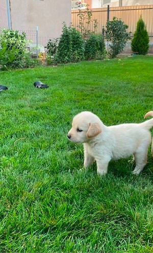 Labrador Retriver  - imagine 2