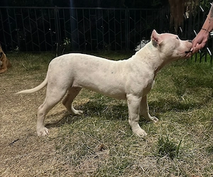 Femelă de American Bully cu pedigree - imagine 3