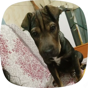 Pui de shar pei