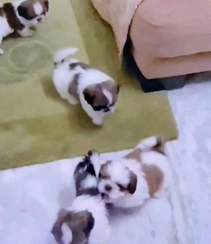 Shihtzu miny toy baietel