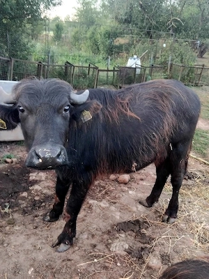 Vînd tăuraș și femelă bivol 