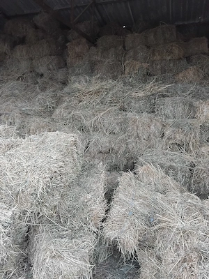 Vînd baloți de fîn.