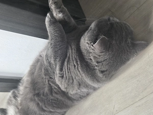 Vând pisică British Shorthair, mascul, 2 ani - imagine 4