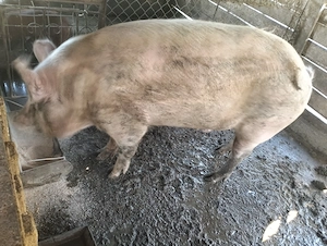 Vând porc aproximativ 150kg - imagine 3