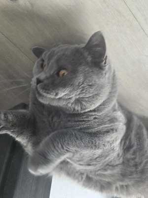 Vând pisică British Shorthair, mascul, 2 ani - imagine 5