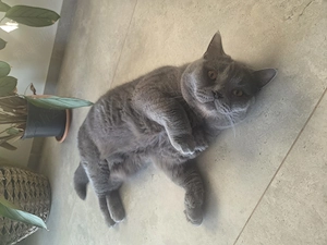 Vând pisică British Shorthair, mascul, 2 ani - imagine 2