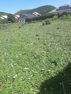 Teren zona Parc