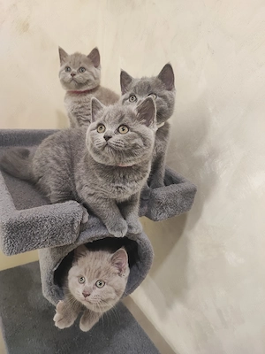 British Shorthair  - imagine 2