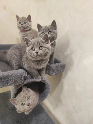 British Shorthair  - imagine 3