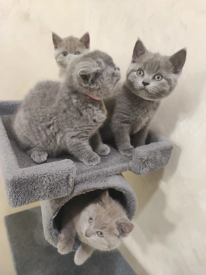 British Shorthair  - imagine 4