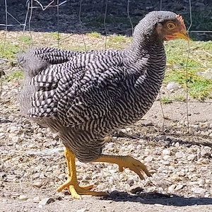 cocosi Plymouth Rock Barat de 3 luni