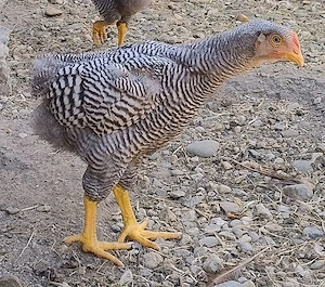 cocosi Plymouth Rock Barat de 3 luni - imagine 2